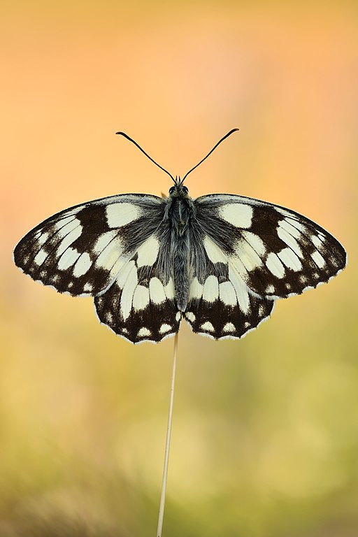 Shallow-depth-of-field photo of a butterfly perched on a stem